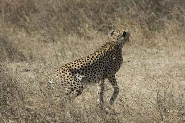 Guepardo - cráter del Ngorongoro - Tanzania 4.jpg